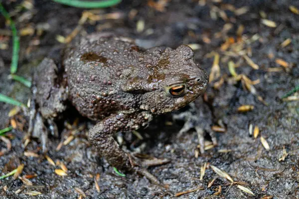 Ev bahçesindeki sıradan kurbağa bufo bufo