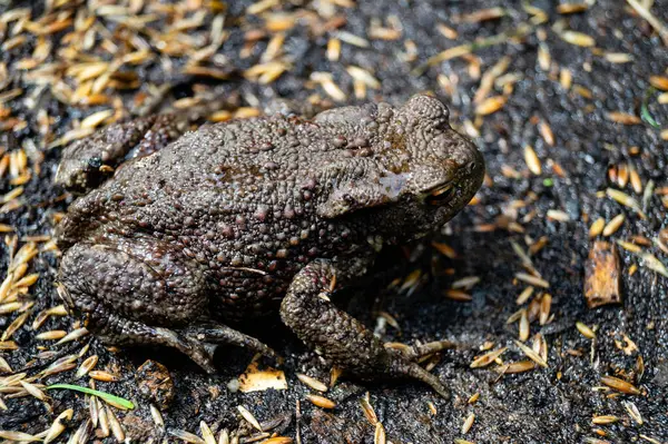 Ev bahçesindeki sıradan kurbağa bufo bufo