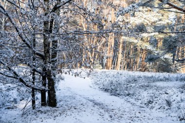 Kar bir dağ bisikletine düştükten sonra Fischbeker Heide doğa koruma alanı Hamburg yakınlarında