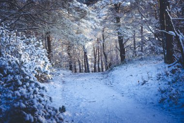 Kar bir dağ bisikletine düştükten sonra Fischbeker Heide doğa koruma alanı Hamburg yakınlarında
