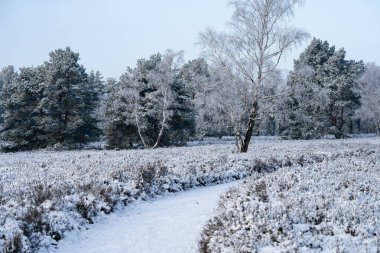 Kar bir dağ bisikletine düştükten sonra Fischbeker Heide doğa koruma alanı Hamburg yakınlarında