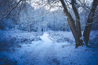 Kar bir dağ bisikletine düştükten sonra Fischbeker Heide doğa koruma alanı Hamburg yakınlarında