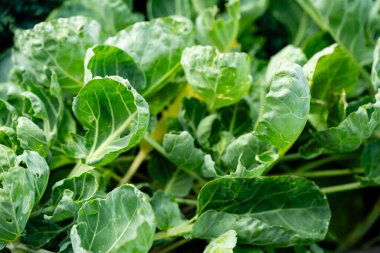 Kendi bahçemizden taze Brüksel lahanası Brassica oleracea