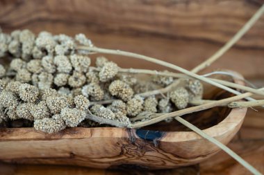 Zeytin ağacının üzerinde kurumuş darı unu