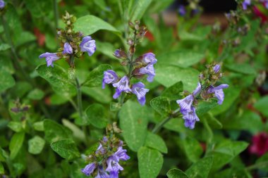 Zeytin ağacında adaçayı yaprakları