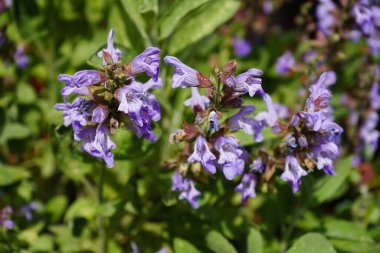 Zeytin ağacında adaçayı yaprakları