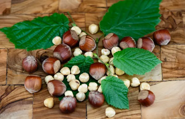 Fındık meyveli Corylus Avellana zeytin ağacında