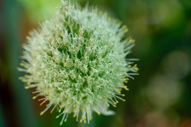 Chives Allium schoenoprasum ev bahçesinden