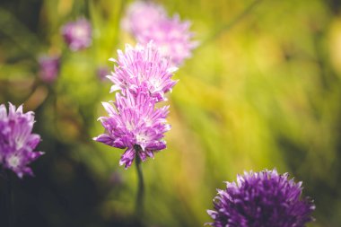 Chives Allium schoenoprasum ev bahçesinden