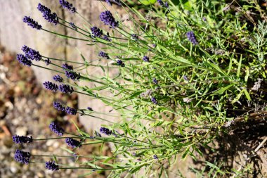 Bitki bahçesinde lavanta lavantası Augustifolia