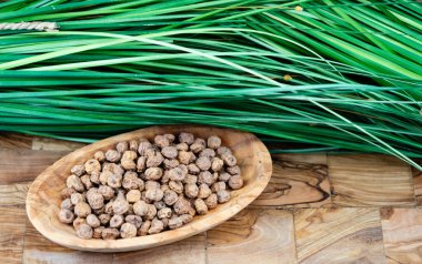 Kaplan fındığı Cyperus esculentus zeytin ağacında