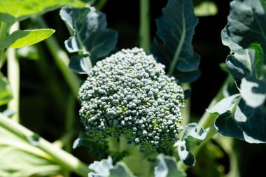 Ev bahçesinden brokoli Brassica oleracea