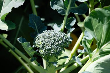Ev bahçesinden brokoli Brassica oleracea