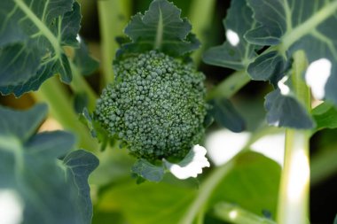 Ev bahçesinden brokoli Brassica oleracea