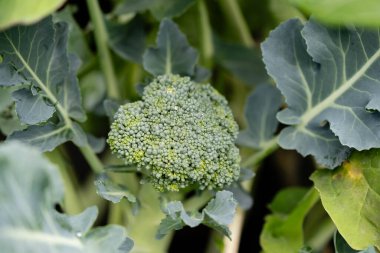 Ev bahçesinden brokoli Brassica oleracea