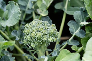 Ev bahçesinden brokoli Brassica oleracea