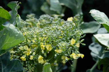 Ev bahçesinden brokoli Brassica oleracea