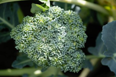 Ev bahçesinden brokoli Brassica oleracea