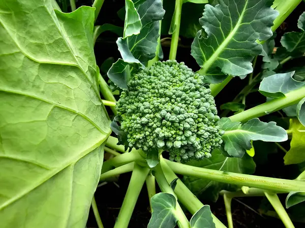 Ev bahçesinden brokoli Brassica oleracea