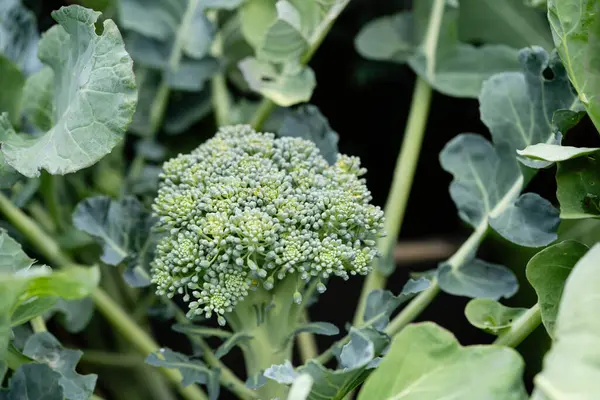 Ev bahçesinden brokoli Brassica oleracea