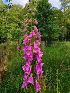 Doğada çiçek açan yüksükotu Digitalis