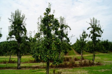 Avrupa 'nın en büyük bağlı meyve yetiştirme bölgesinde meyve hasadı - Hamburg eski toprakları