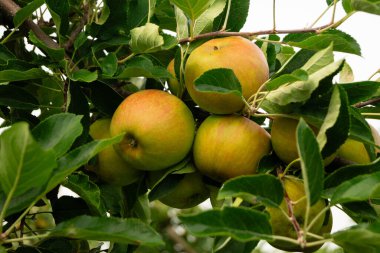 Avrupa 'nın en büyük bağlı meyve yetiştirme bölgesinde meyve hasadı - Hamburg eski toprakları