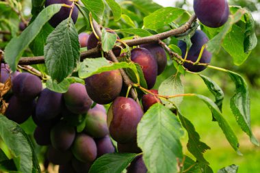 Avrupa 'nın en büyük bağlı meyve yetiştirme bölgesinde meyve hasadı - Hamburg eski toprakları