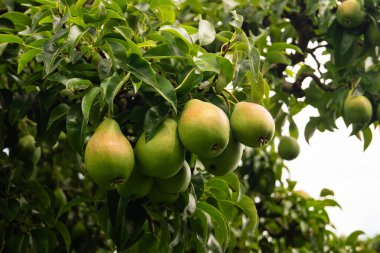 Avrupa 'nın en büyük bağlı meyve yetiştirme bölgesinde meyve hasadı - Hamburg eski toprakları