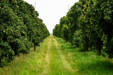 Avrupa 'nın en büyük bağlı meyve yetiştirme bölgesinde meyve hasadı - Hamburg eski toprakları