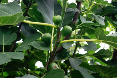 Avrupa 'nın en büyük bağlı meyve yetiştirme bölgesinde meyve hasadı - Hamburg eski toprakları