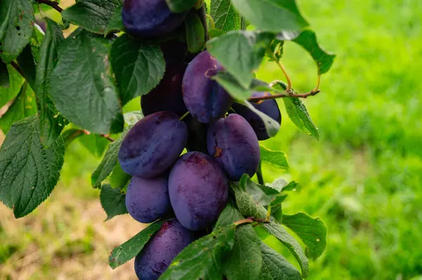 Stock image Harvesting fruits in the  largest connected fruit growing area in Europe - Hamburg old land