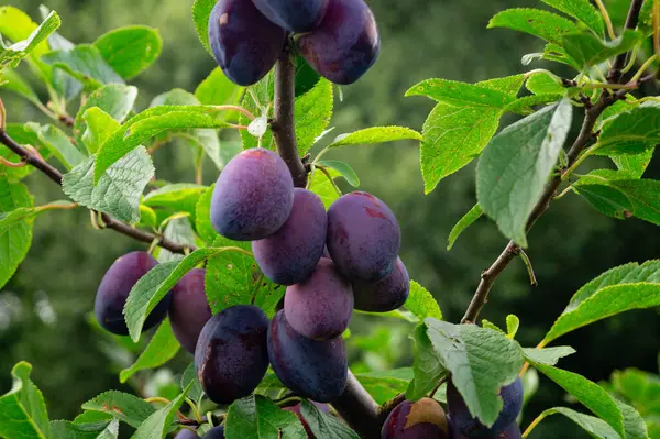 stock image Harvesting fruits in the  largest connected fruit growing area in Europe - Hamburg old land