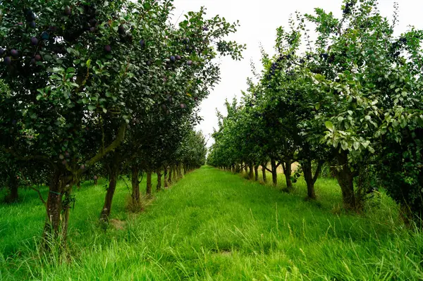 stock image Harvesting fruits in the  largest connected fruit growing area in Europe - Hamburg old land