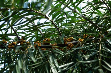 Holly Limanı sahilinde deniz dikenleri, Hippophae rhamnoides