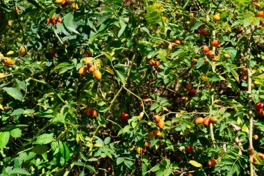 taze ya da kurumuş köpek gül Rosa canina
