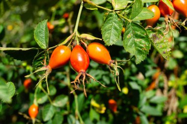 taze ya da kurumuş köpek gül Rosa canina