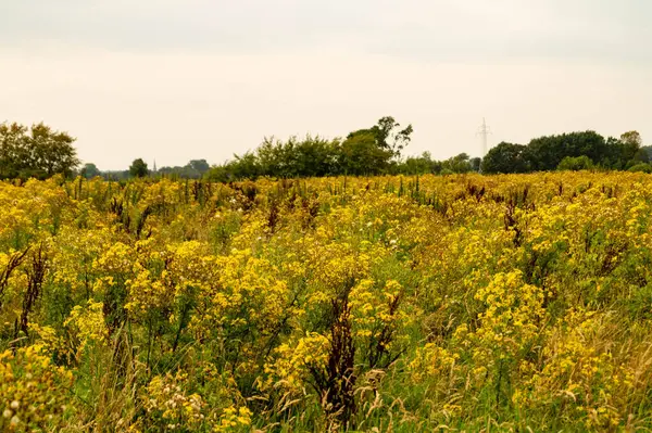 stock image the poisonous yellow wildflower Jacobaea vulgaris