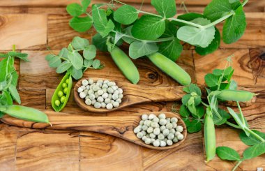 Bezelye çorbası için zeytin ağacının üzerine bezelye Pisum sativum. 