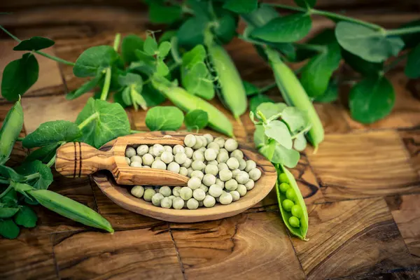 Bezelye çorbası için zeytin ağacının üzerine bezelye Pisum sativum. 