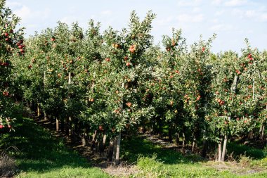 Hamburg yakınlarındaki Eski Topraklardaki elma ağaçları Avrupa 'nın en büyük çevresel meyve yetiştirme alanıdır.