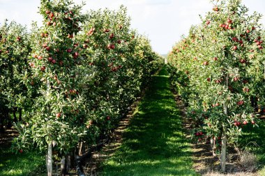 Hamburg yakınlarındaki Eski Topraklardaki elma ağaçları Avrupa 'nın en büyük çevresel meyve yetiştirme alanıdır.