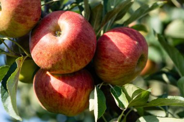 Hamburg yakınlarındaki Eski Topraklardaki elma ağaçları Avrupa 'nın en büyük çevresel meyve yetiştirme alanıdır.