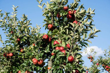 Hamburg yakınlarındaki Eski Topraklardaki elma ağaçları Avrupa 'nın en büyük çevresel meyve yetiştirme alanıdır.
