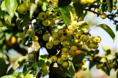 Hamburg yakınlarındaki Eski Topraklardaki elma ağaçları Avrupa 'nın en büyük çevresel meyve yetiştirme alanıdır.