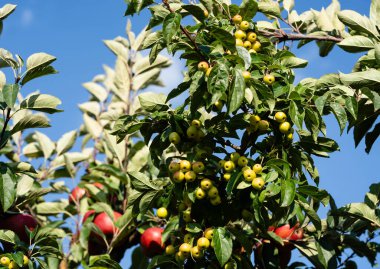 Hamburg yakınlarındaki Eski Topraklardaki elma ağaçları Avrupa 'nın en büyük çevresel meyve yetiştirme alanıdır.