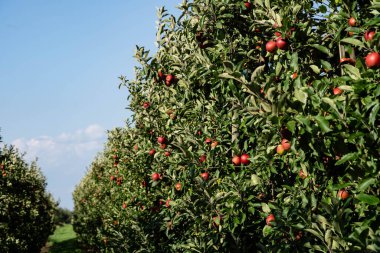 Hamburg yakınlarındaki Eski Topraklardaki elma ağaçları Avrupa 'nın en büyük çevresel meyve yetiştirme alanıdır.
