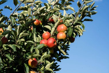 Hamburg yakınlarındaki Eski Topraklardaki elma ağaçları Avrupa 'nın en büyük çevresel meyve yetiştirme alanıdır.
