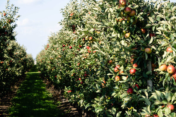 Яблони в Старой Земле недалеко от Гамбурга крупнейшая смежная фруктовая зона в Европе