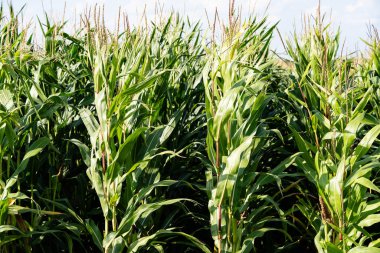 Sarı mısır Zea mays